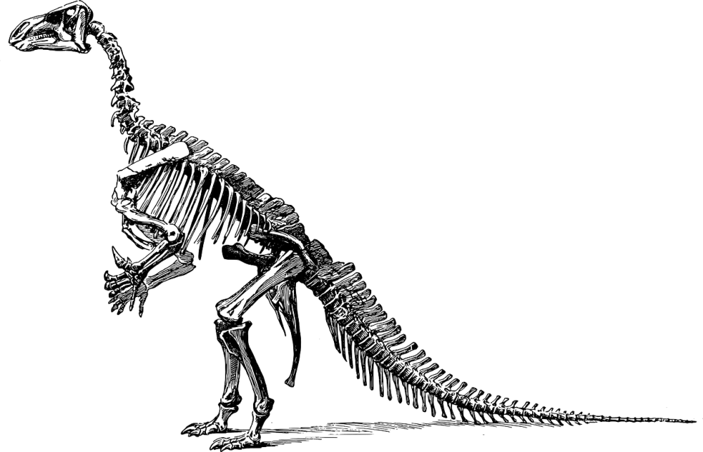 Tyrannosaurus