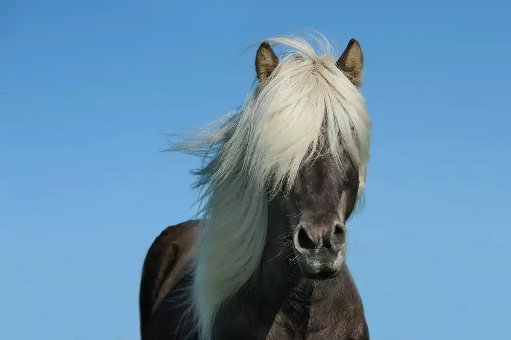My Little Pony Postavy