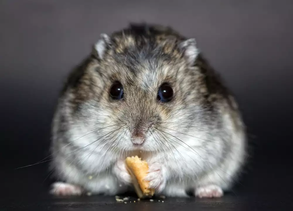 Křeček Džungarský
