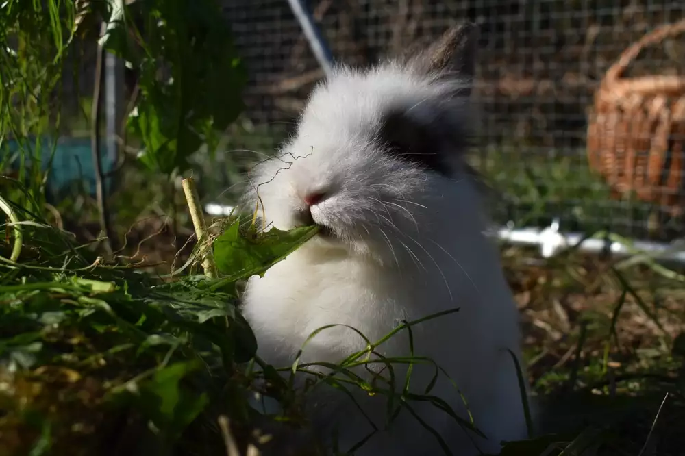 Munchkin