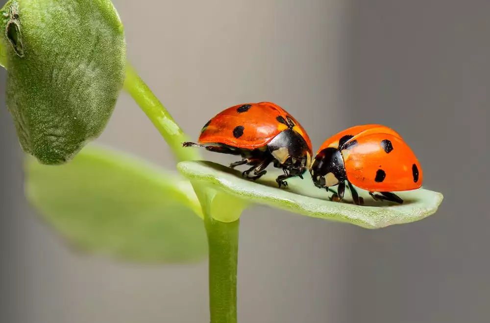 Lady Bug
